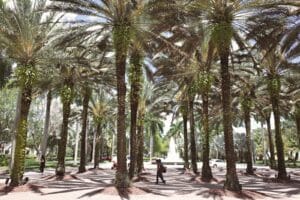 Sunlit palm-lined promenade at Pier Park, Panama City Beach