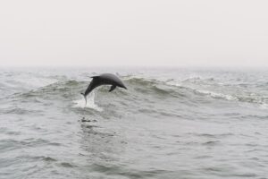 Wild bottlenose dolphin breaching near Shell Island, Panama City Beach