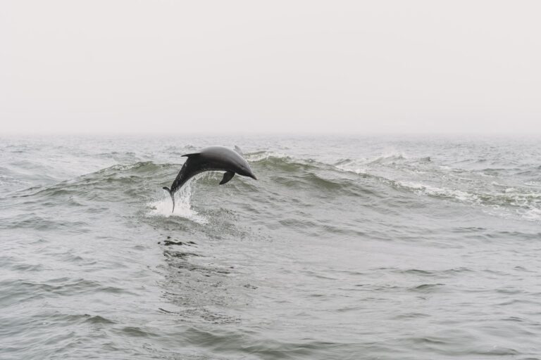 Wild bottlenose dolphin breaching near Shell Island, Panama City Beach