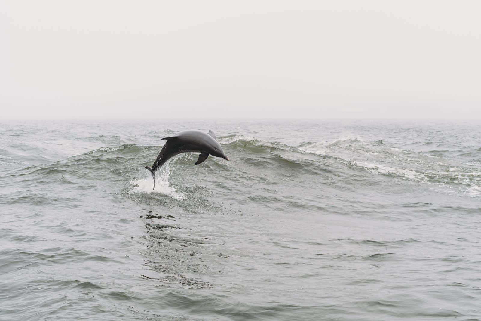 Wild bottlenose dolphin breaching near Shell Island, Panama City Beach