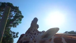 Zoo World zoo in Panama City Beach, Florida